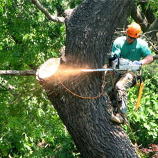 la solution pour vos patrimoines arborés