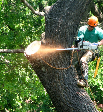 Abattage d’arbre dans le 77