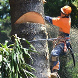 Abattage d’arbre pas cher