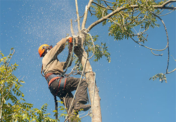 Abattage et élagage d'arbre 77 à Claye-Souilly