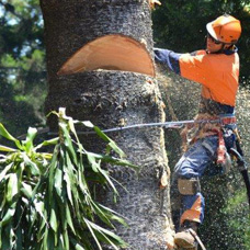 Abattage d’arbre